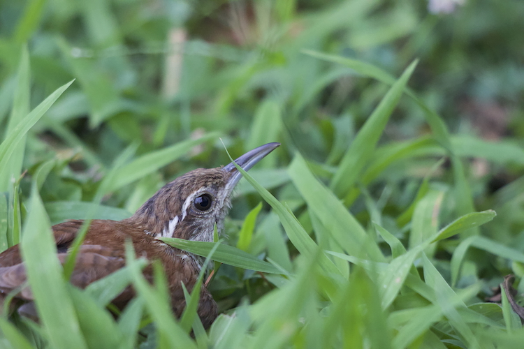 Birding